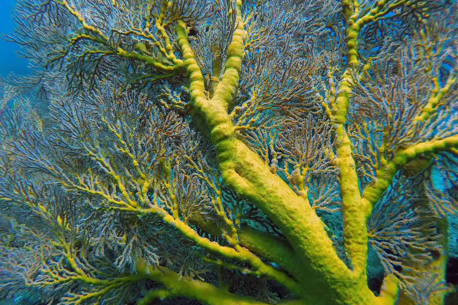 Soft coral garden in shallow water off Bali
