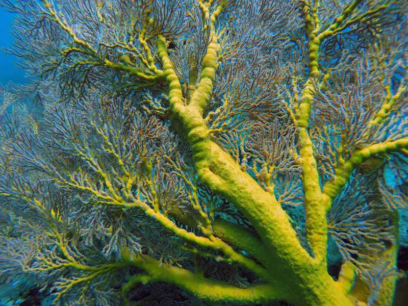Soft coral garden in shallow water off Bali