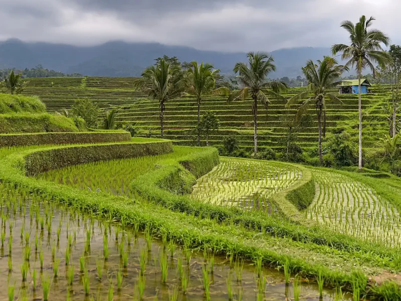 Jatiluwih rice terraces, a UNESCO subak landscape in central Bali