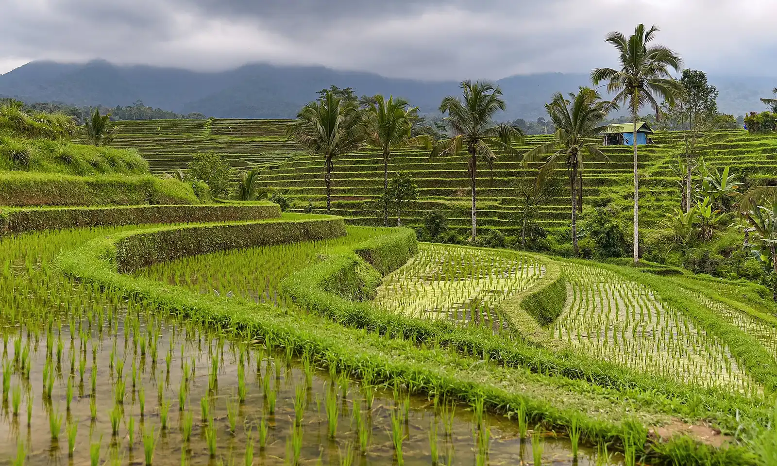 Jatiluwih rice terraces, a UNESCO subak landscape in central Bali