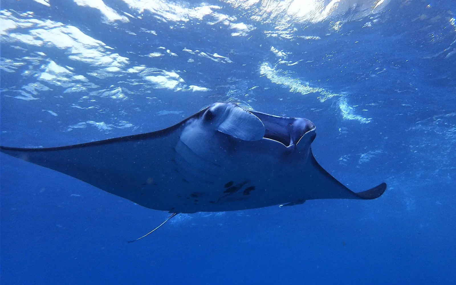 Manta ray at Manta Point off Nusa Penida, a signature Bali dive site
