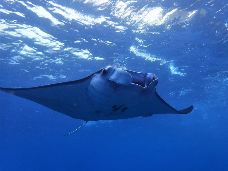 Manta ray at Manta Point off Nusa Penida, a signature Bali dive site