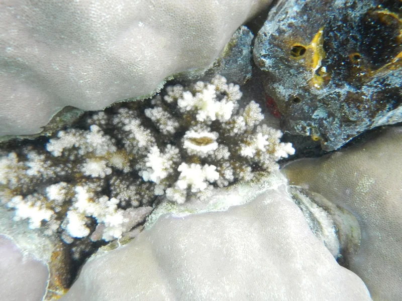 Raja Ampat island seascape, West Papua